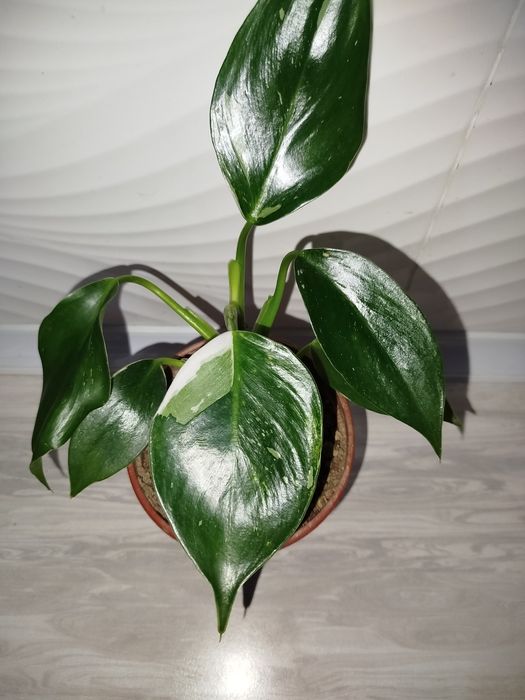 Feladendron belaya prinsesa