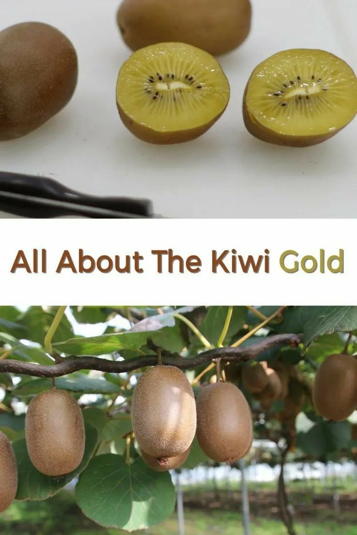 Kiwi (Soiul Gold )