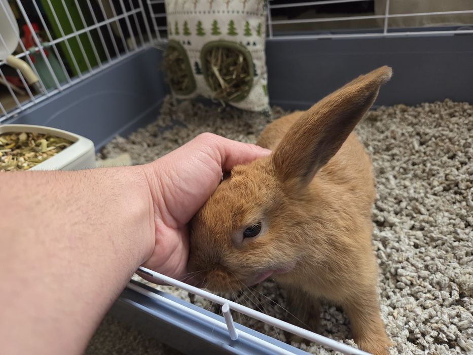 Iepure pitic/minilop domestic/f.bland plus cusca cu accesorii.Adorabil