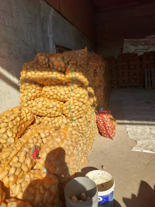 Cartofi alb ultra si rosu bellarosa