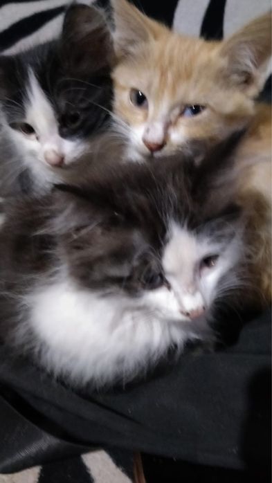 Котята котенок мысык в добрые руки