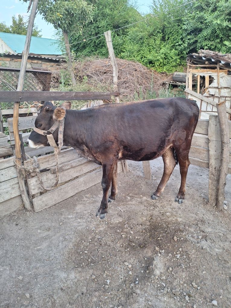 Продам телка 1,2 года  , тана, құнажын.