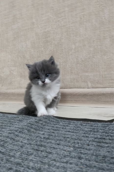 продам котенка красивую