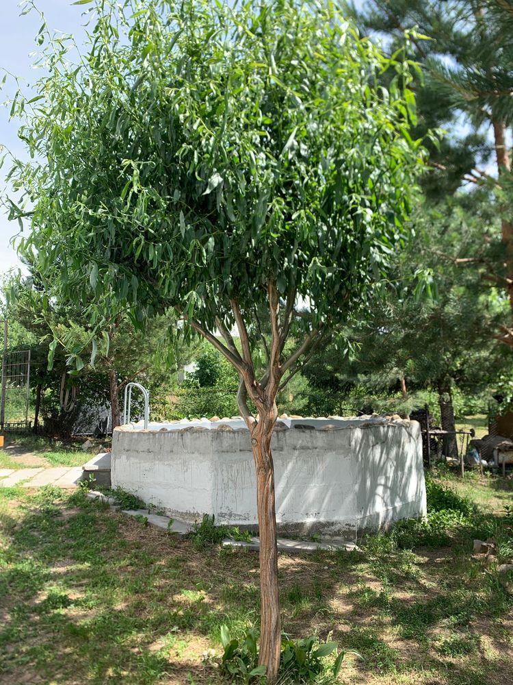 Саженцы декоративных и плодовых деревьев и кустарников