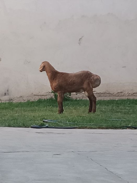 Quzi qôchqor sotiladi