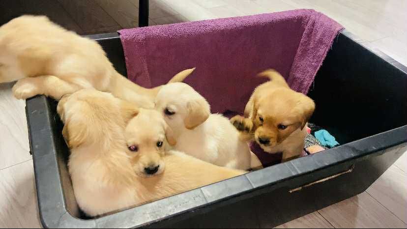 Cățeluși labradori