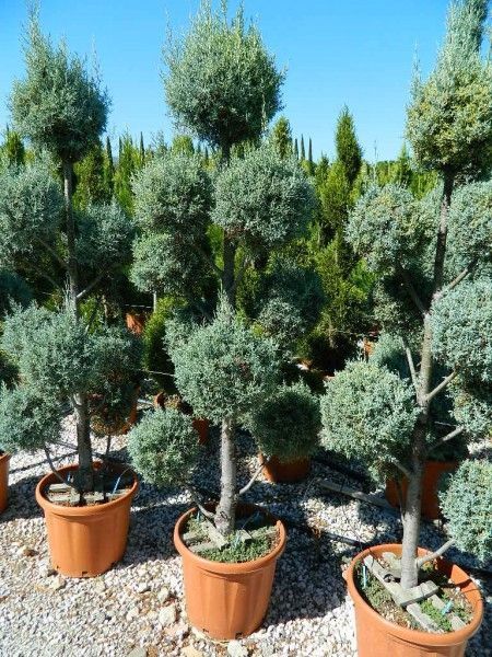 Italiya va Turkiyadan keltirilgan ideal turlar