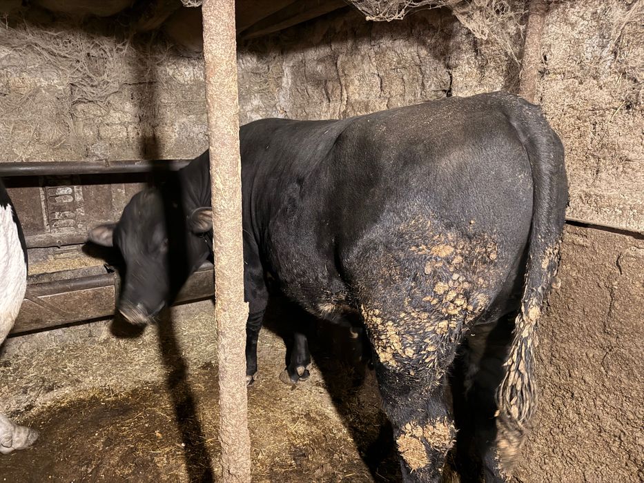 Продавам мъжко теле