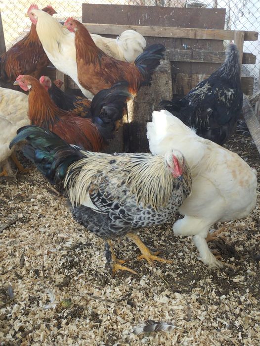 Продам петушков ..