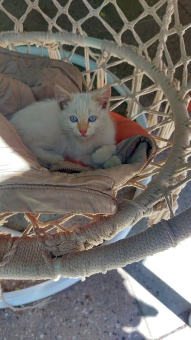 Отдам малыша в хорошие руки . Малыш ищет свой дом.