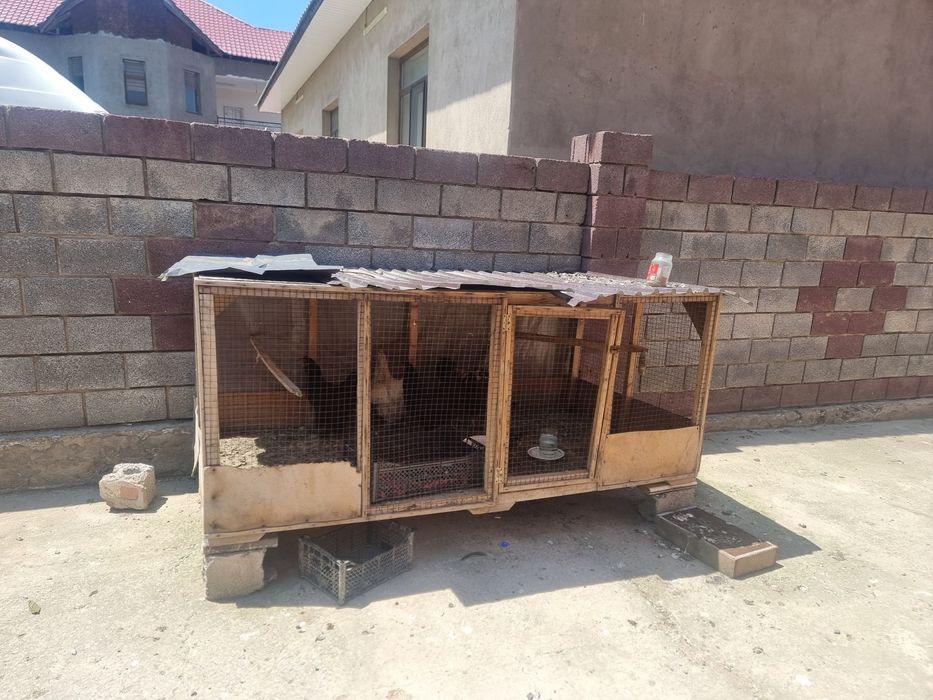 Дайын Қора сатылады