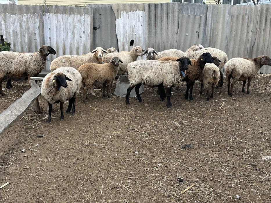 Продам ярок на развод!!!