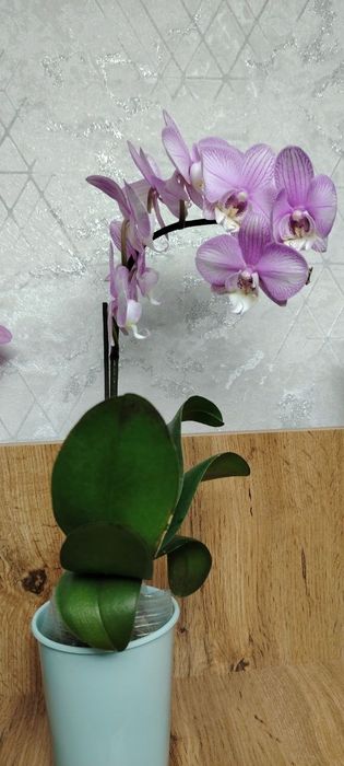 ОрхидеяPhalaenopsis “Pink Stripes 130000