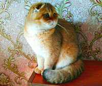 Вязка золотого клубного кота