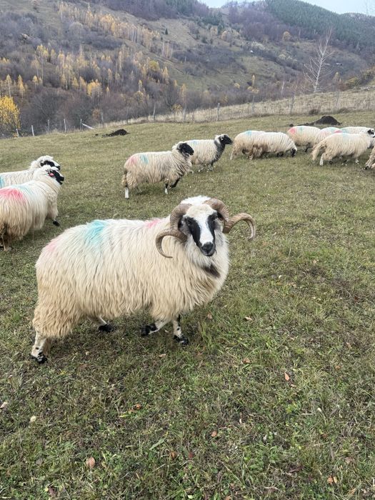 Vand berbec breaz stramior