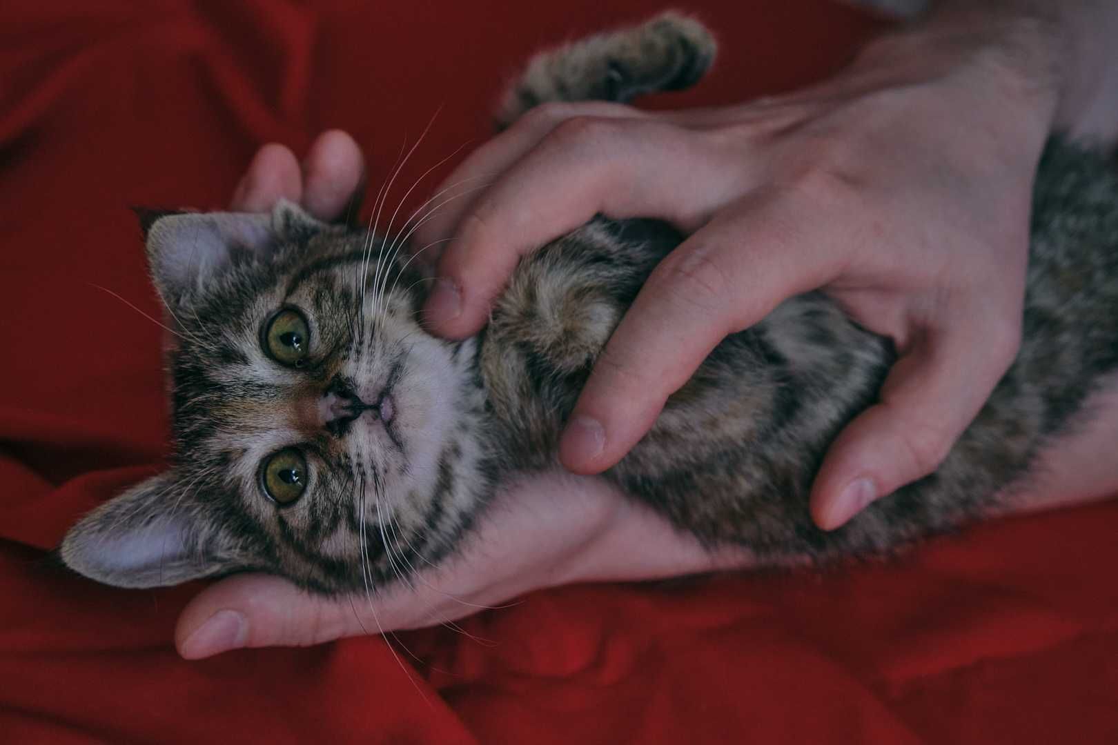 Котенок девочка 2,5 месяца