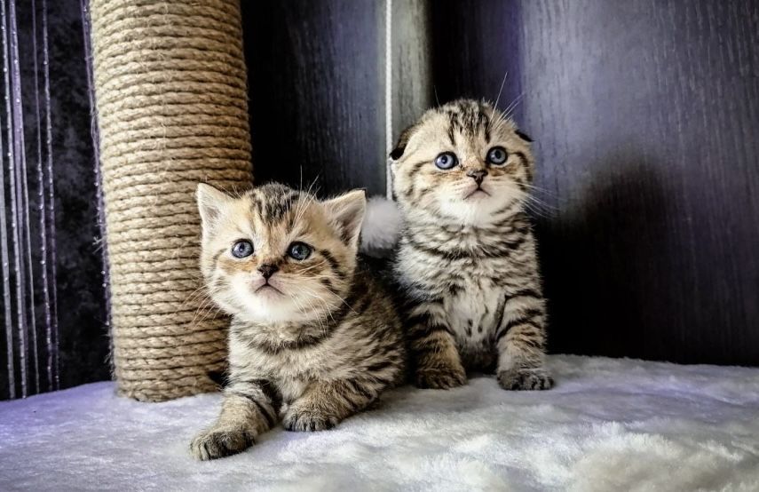 Красивые Шотландцы