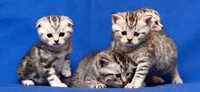 Шотладские плюшевые котята чистопородные
