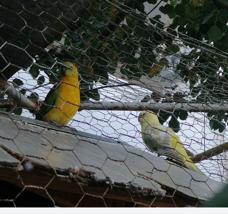 Vând papagali cântători