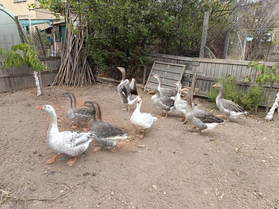 Продавам млади Гъски .
