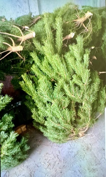 Ёлки (сосны ) новогодние