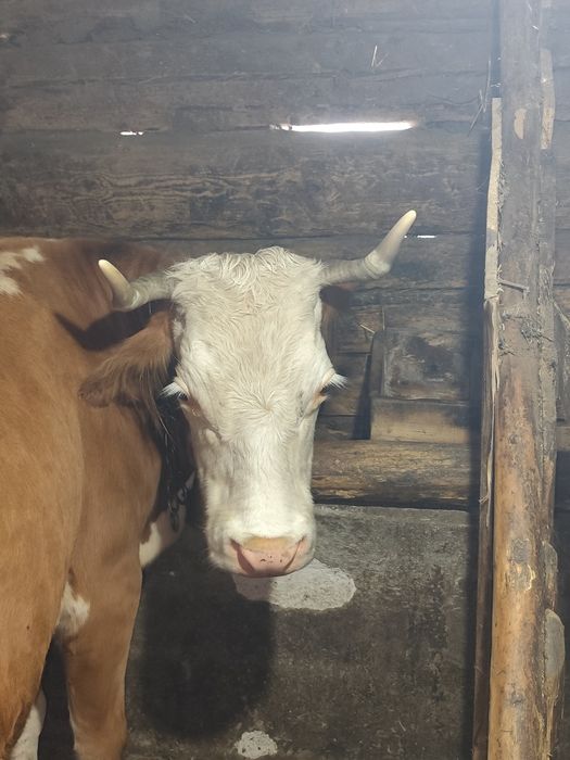 Vaca de vanzare zona Horea