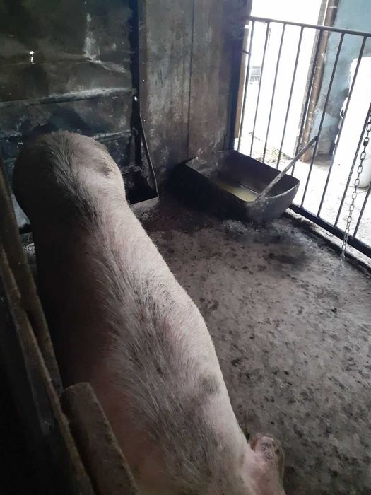 Продавам домашни прасета 120-200 кг