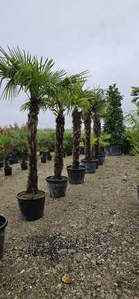 Palmieri trachycarpus fortunei- Cycas