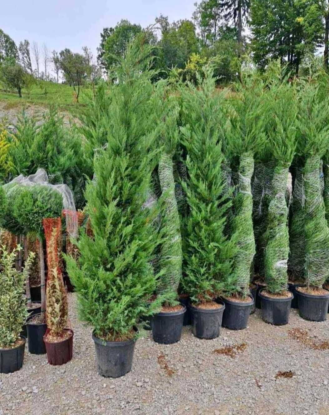 Gard Viu Leylandii