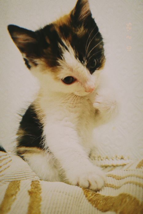 Отдам котят в хорошие руки!
