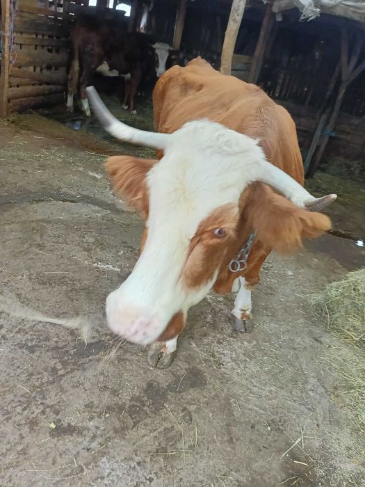 Vând vaci bălțată romaneasca