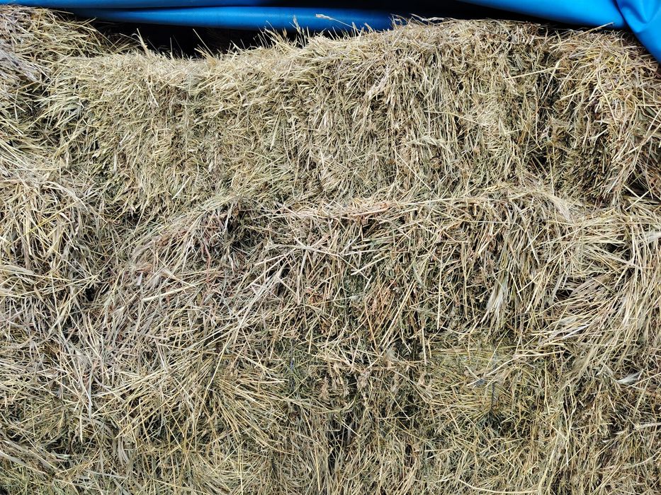 Baloti fan și lucerna