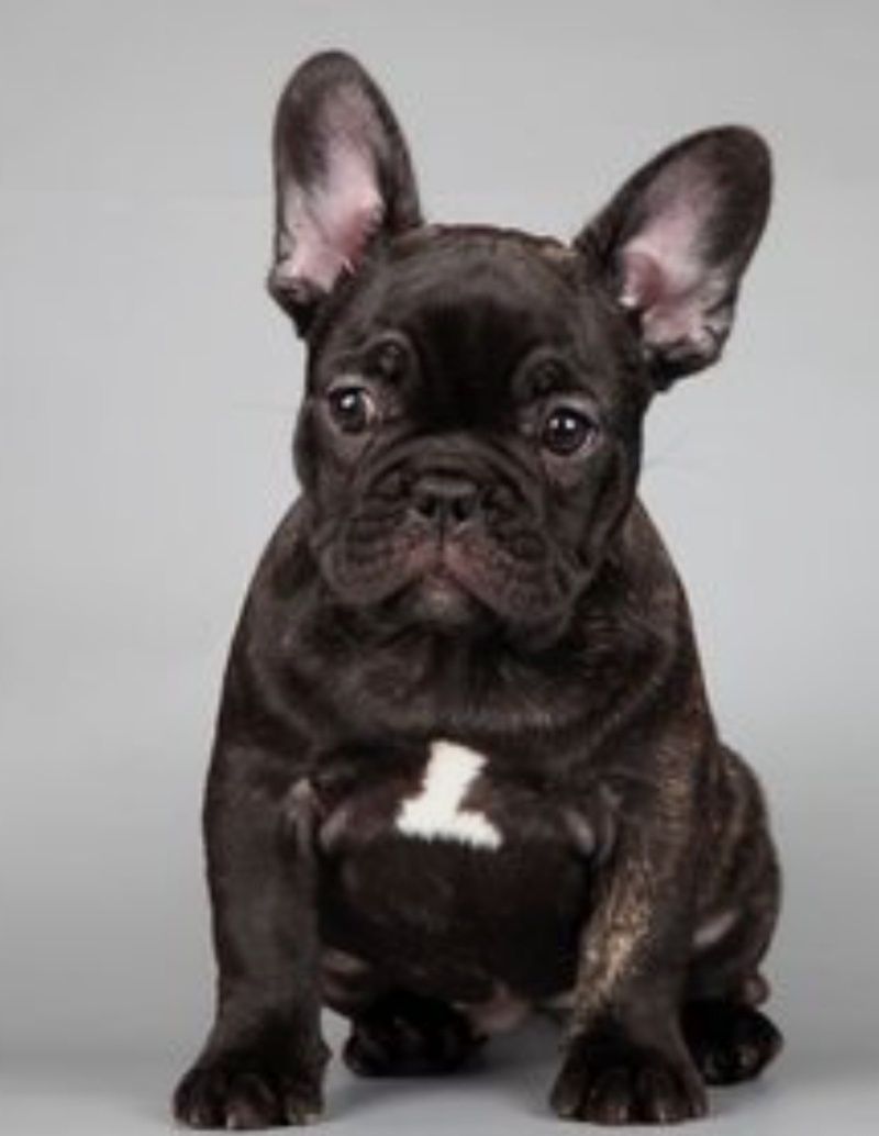 Шикарные щенки французского бульдога. Brindle color .