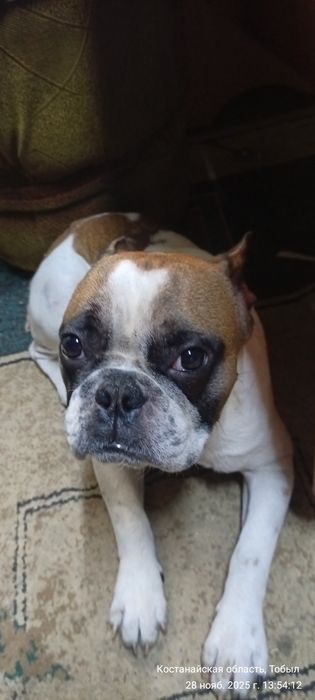 Продам французский бульдог