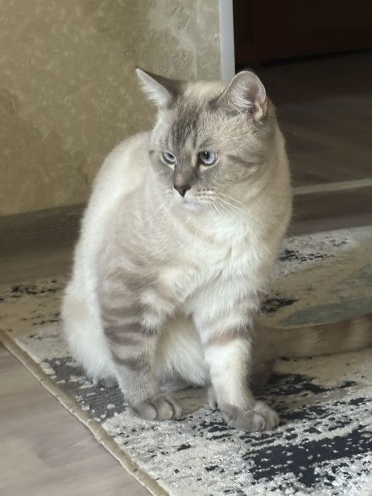 Вязка кошек скоттиш страйтт