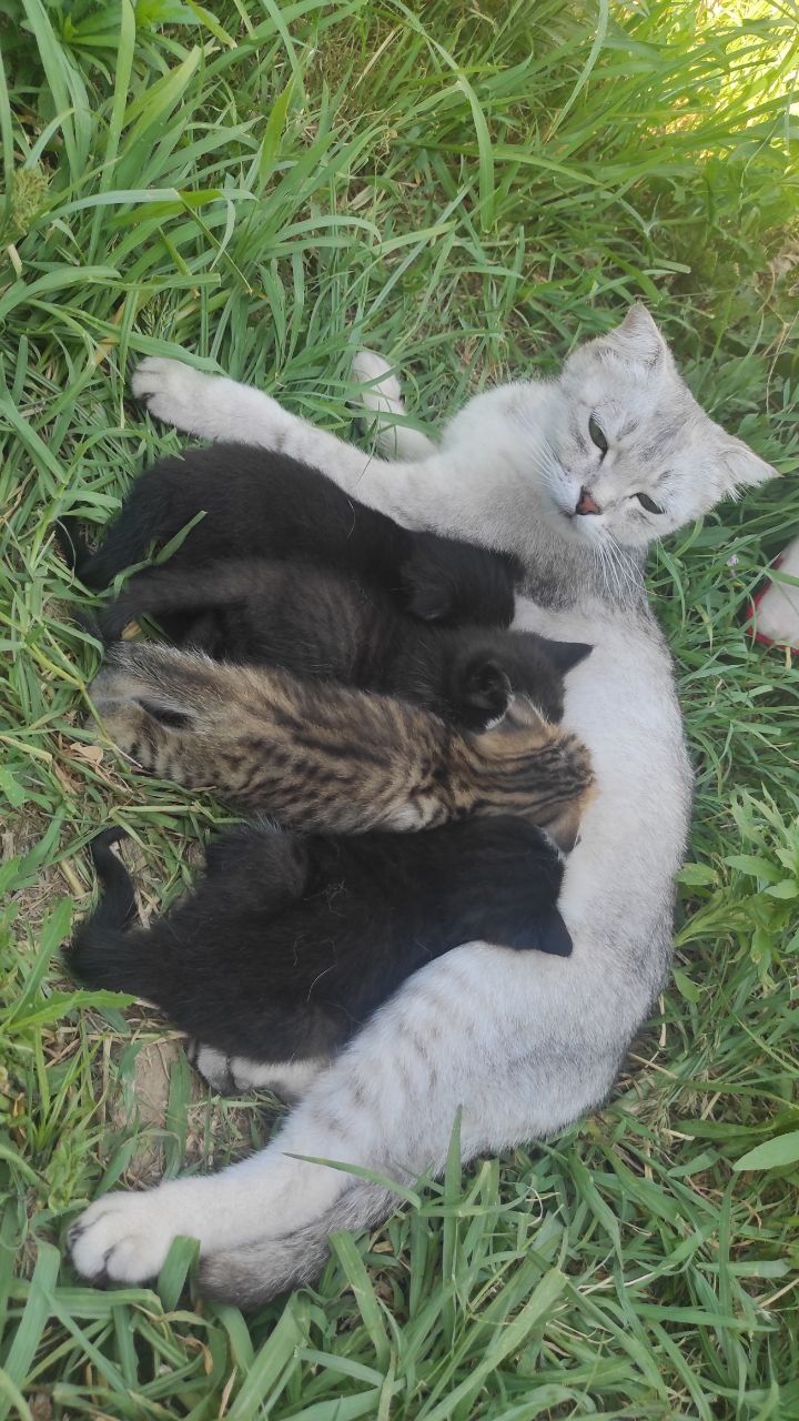 Scottish fold mushuk