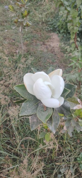 Тозза Италиянскй магнолия сотилади