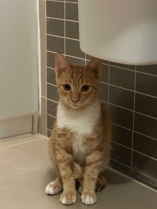 Adopta o pisicuta Garfield