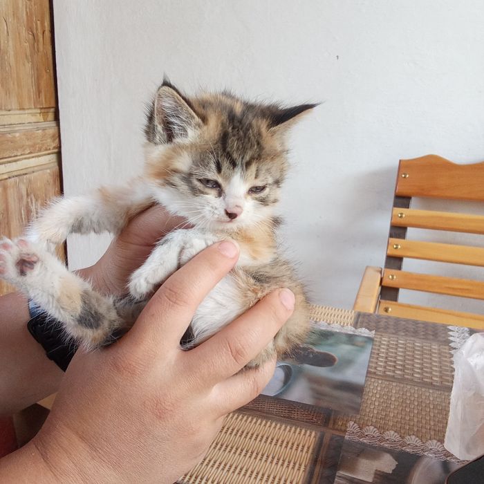 Отдам в хорошие руки