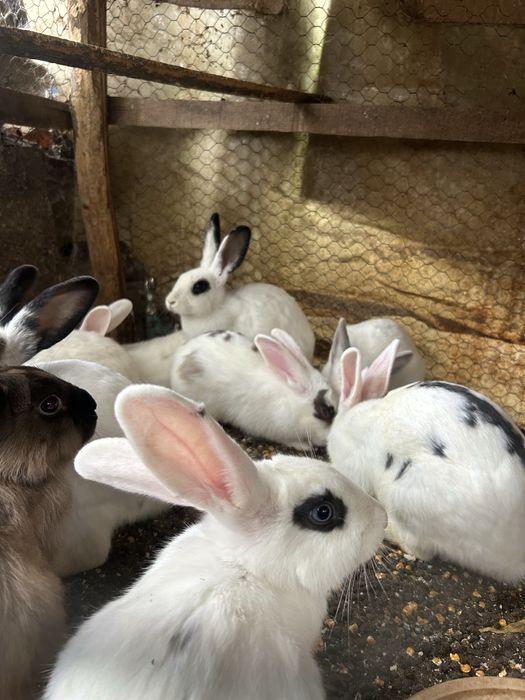 Iepuri romanesti de vanzare,varsta 4 luni,masculi/femele