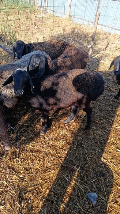 Үйде тұрған қойлар