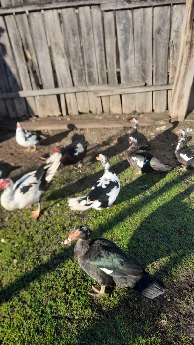 Rate mute 80 lei bucata si ratoi 100 bucata