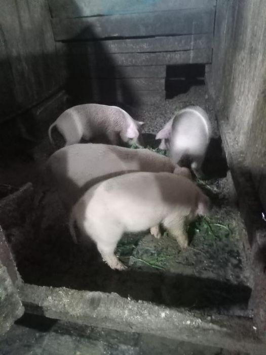 Продам поросят 1,5-2 месяца