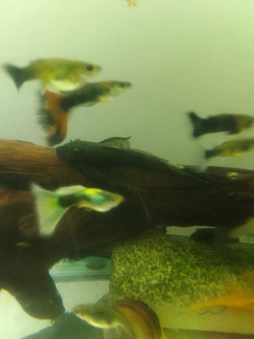 Гуппи микс разноцветные