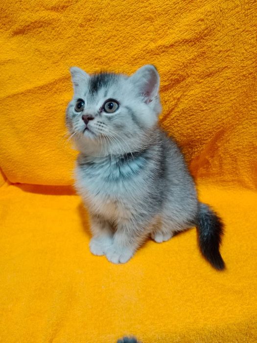 Котик БриТансКий