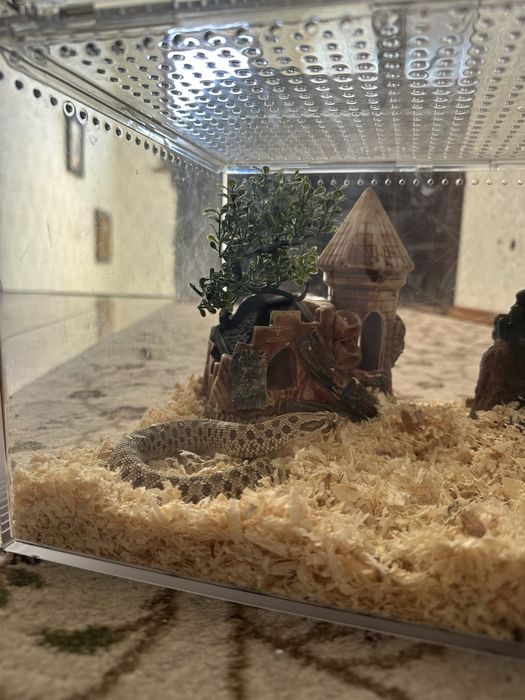 Hognose snake + tarariu + ascunzișuri  :)