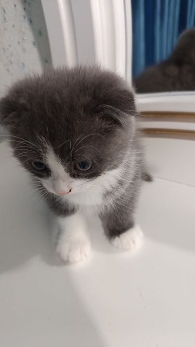 Продаётся котёнок скотиш фолд