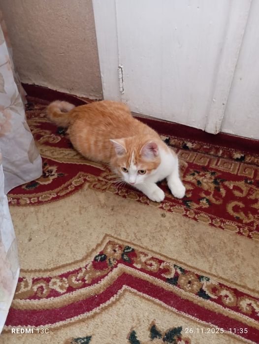 Отдам котенка в добрые,хорошие руки