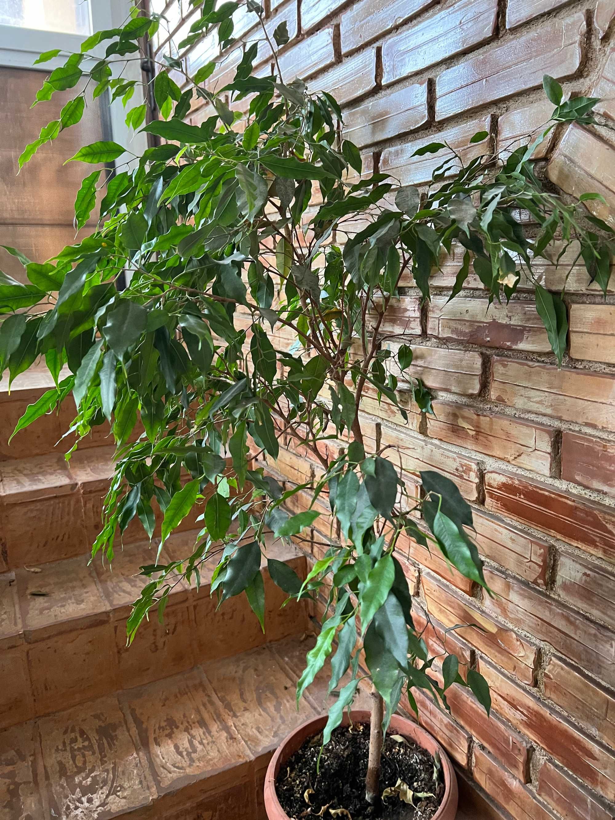 Ficus pomisor cu frunze mici