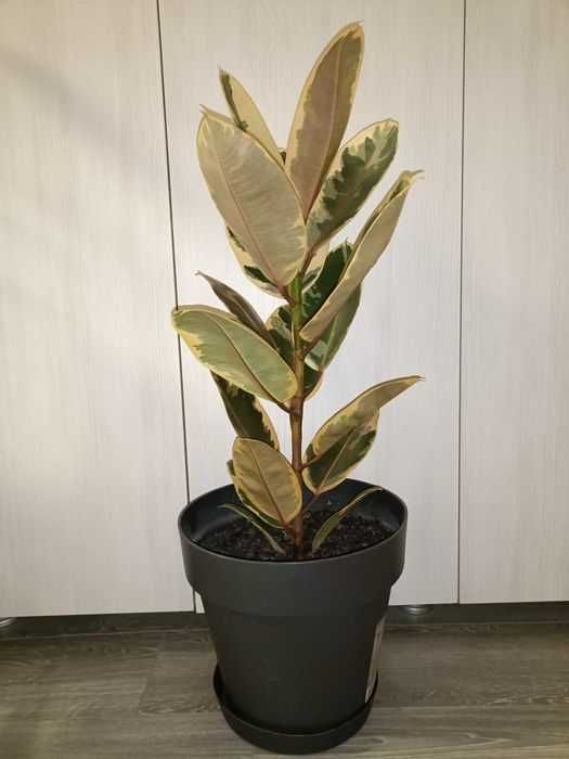 Ficuși în degrade mari de 1m